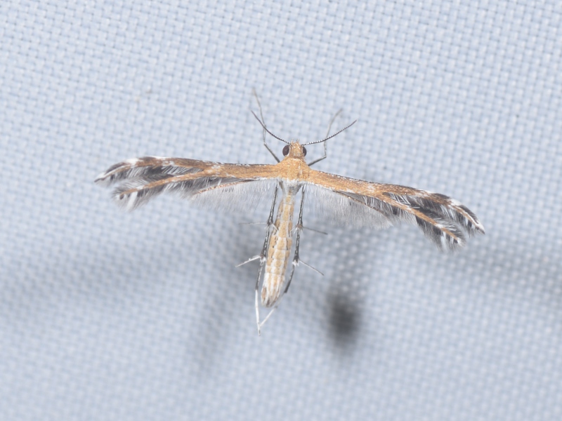 Pterophoridae